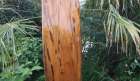 Surfboard for rent Wood laminate single fin long board 9’6″ by Watercooled Australia